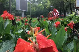 海绵化改造显威力 入梅以来武汉市青山区未出现明显渍水图片