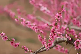 河南陕州：桃花朵朵惹人爱图片
