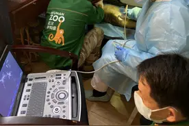 “金丝猴奶奶”接受上门B超服务图片