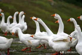 掌握种鹅养殖的4种方法，控制母鹅产蛋的整齐度，实现效益最大化图片