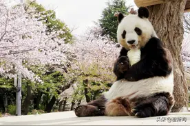 大熊猫“旦旦”旅日20年将回国　动物园园长：感谢疗愈神户人图片