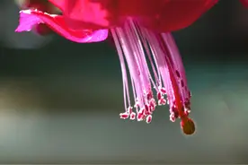 雪中送炭你不在，锦上添花你又是谁！善良的华姨，您在他乡还好吗图片