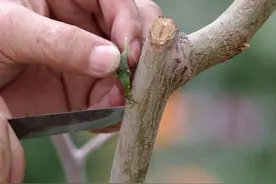 新型嫁接方法，提高成活率的同时，还能更新品种，果农该看看图片
