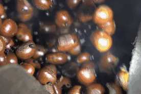 糖炒栗子买错会致癌？ 3 个挑栗子小妙招，避开毒栗子图片