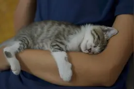 养猫之后，很多事情朝着奇怪的方向发展了图片