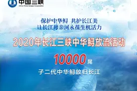 一分钟了解中华鲟，从这里开始！图片
