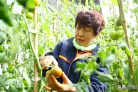 “绿腚”西红柿，俏销市场！图片