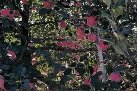 烟台红富士大量上市，同样的苹果差出5块钱！啥原因？图片