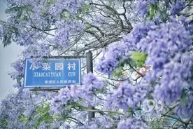美爆！昆明的“网红”蓝花楹又来啦！快到这几条路“打卡”吧图片