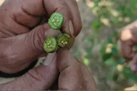 专家支招：果树花期霜冻后的分析与挽救措施！图片