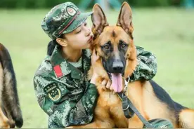 军嫂张馨予一身军装，与军犬合影，画面温馨有爱！图片