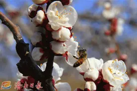 灿若云霞，占尽春光——带你走进“杏花村”图片