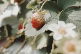 白粉病严重危害草莓的产量和品质，掌握科学防治措施避免损失图片