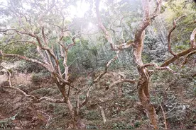 广州最美乡村：邓山观星小镇图片