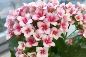 100个长寿花品种，40种单瓣60个重瓣，图名并茂，值得收藏图片