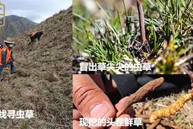 冬虫夏草收采故事：黄金72小时锁鲜，从产地直达餐桌图片