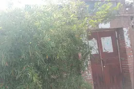 择猪（短篇小说）图片