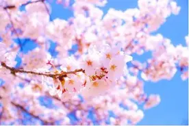 看完日本的樱花，终于理解，中国游客大老远跑去日本看樱花的原因图片