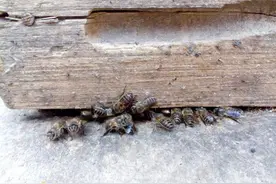 蜜蜂为啥要竞逐交尾？蜂王产卵揭秘真相，癞蛤蟆吃上了天鹅肉图片