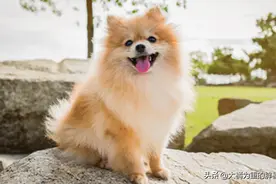 如何让博美更爱你？经常抚摸它这5个部位，彼此还能增加信任！图片
