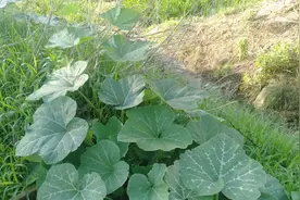 看老农如何春播南瓜种子，培养壮苗，提早开花结瓜，占市场增收益图片