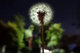 灯光下的蒲公英，你一定没见过➞图片
