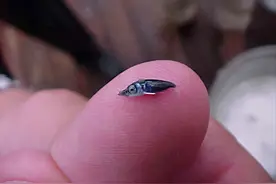 刚出生仅米粒大，成年后变身顶级海洋猎手，尖吻能刺穿油轮钢板图片