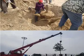 新世纪大桥互通立交绿化维护项目全面开工图片
