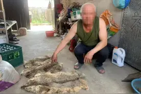 三只豹猫偷鸡反被杀，是国家保护动物，村民已被采取刑事强制措施图片