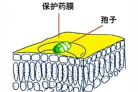 代森锰锌经常用，但您真的会用吗？图片