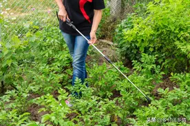 别再给蔬菜喷药了，自制无公害农药，防治病虫害效果真就不错图片