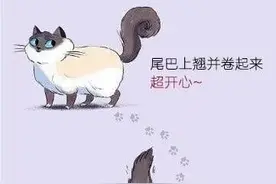猫咪不同动作的含义 ​你都了解吗？​​​快来看看吧（漫画）图片