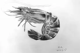07期素描进阶班同学黑虎虾画的都非常好呀图片