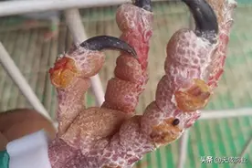 养殖肉鸽常见鸽病分为几大类？图片