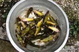 春钓黄辣丁，这4种地形有鱼窝，遇上一定别放过图片