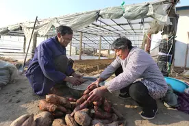 红薯怎么种没有虫眼？老农传统方法，可让红薯光滑品相高图片