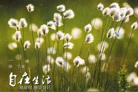 路边小草能这么好看？学会这4个摄影技巧，帮你用小草拍大片！图片