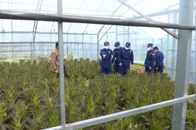 湖北菜农200万斤莴苣卖不出去，咸宁突击队打通销售渠道，解民忧视频封面