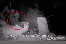 猛虎扑食！摄影师深夜拍下东北虎进村捕杀家犬图片