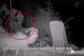 猛虎扑食！摄影师深夜拍下东北虎进村捕杀家犬图片