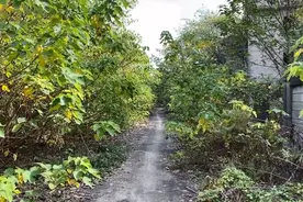 上海烂尾的别墅区，全是带院子的独栋楼房，如今被大自然接管图片