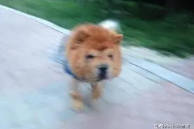 注意，有小狮子正向你奔来图片