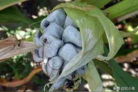 这几道墨西哥特色菜，有胆你就来图片