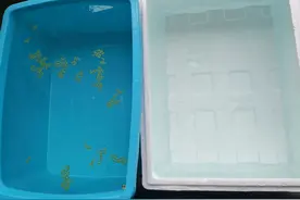 锦鲤水花苗培养笔记之扩大养殖规模图片