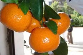 这4种水果留着核，埋在盆里有惊喜，呼呼长成小盆栽图片