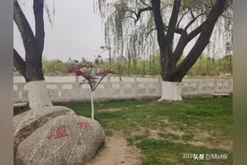 烟柳飘飘——宝鸡人民公园图片