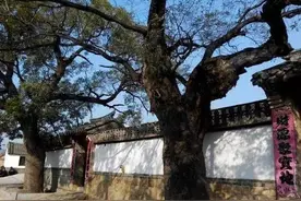 门前别乱种树，该怎么种？种什么？才能镇宅旺财养人图片