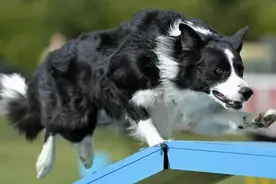 边牧明明智商排第一，为什么却当不了警犬？图片