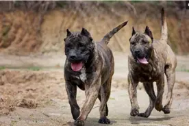 世界咬死人记录最多的三种恶犬：中国一犬上榜，被它咬住非死即伤图片