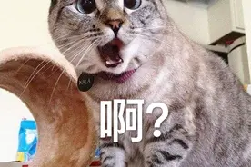 猫咪眼睛出现这些症状，赶紧就医！图片